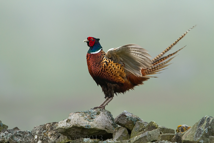 Pheasant display