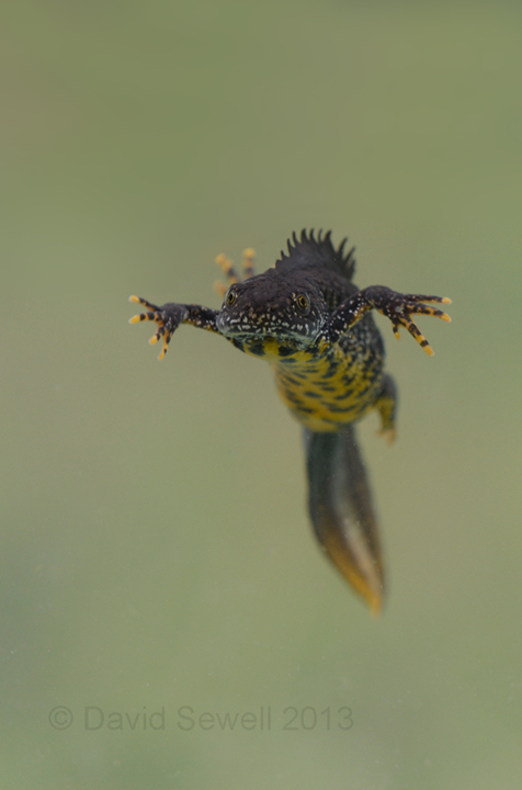 Great crested newt
