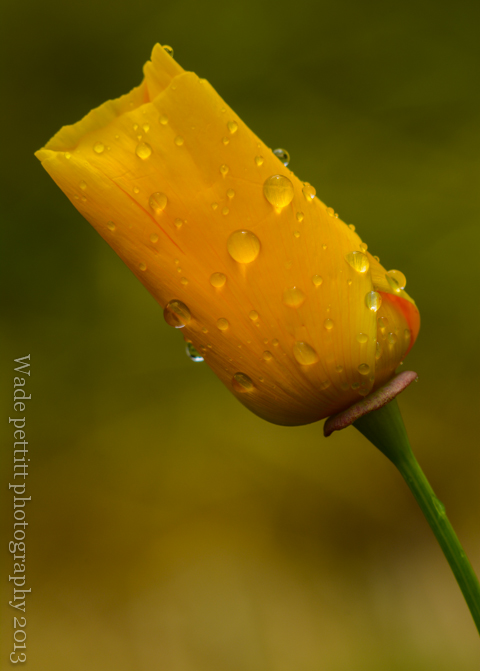 Wet Poppy