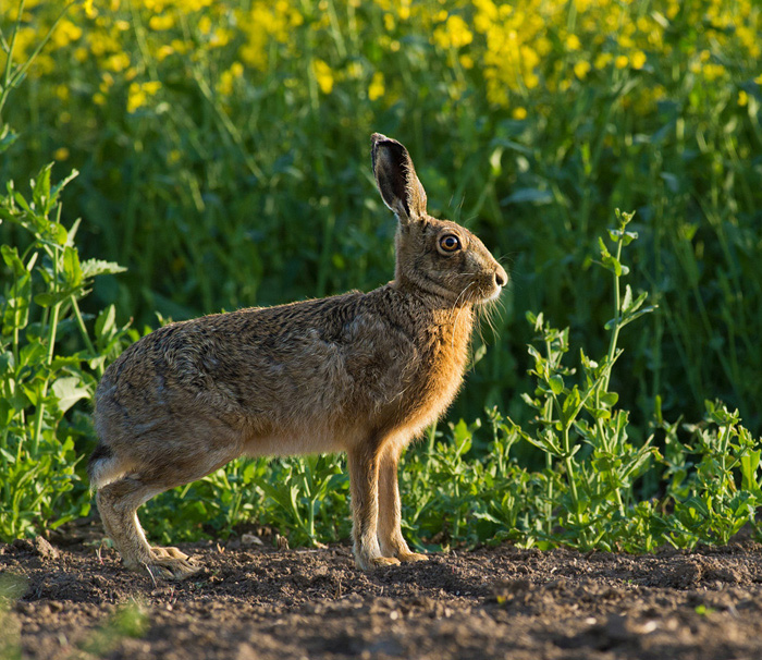 Hare +Rape.