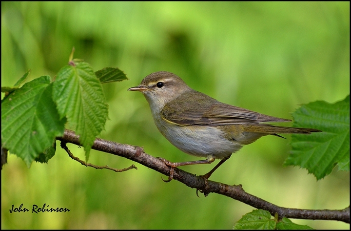 Willow warbler