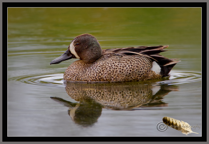 Teal Hanging Out