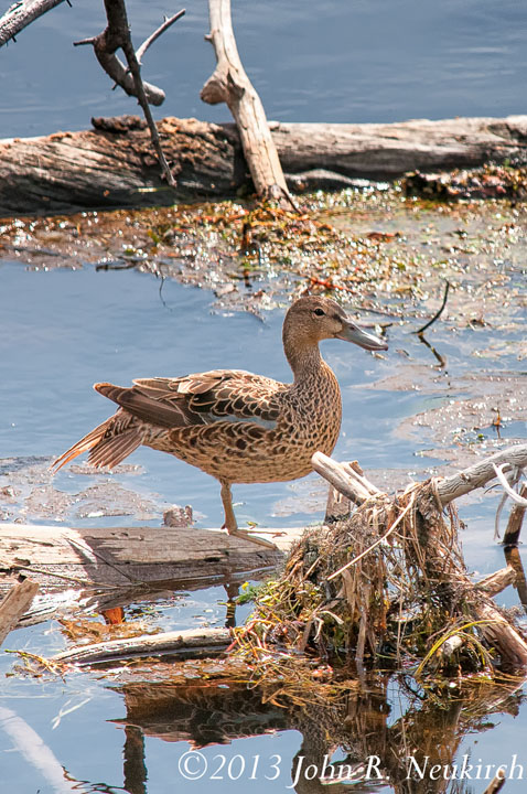 Duck ID?
