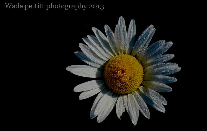 Sidelit Daisy