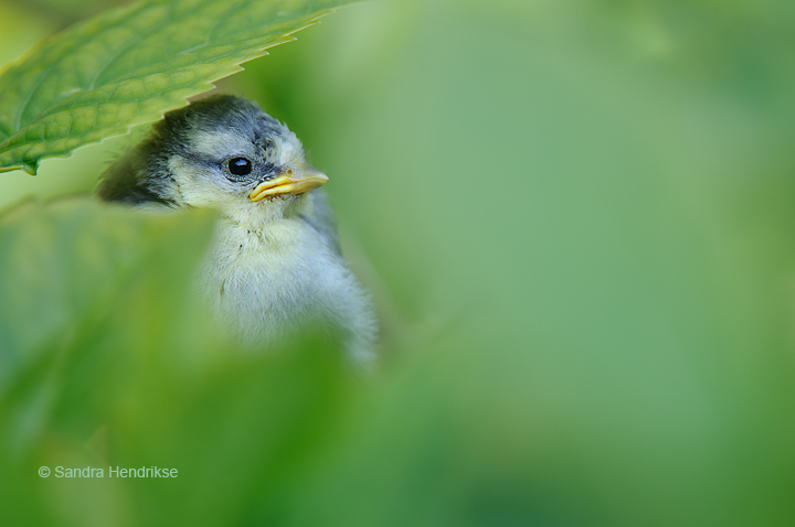Hidden