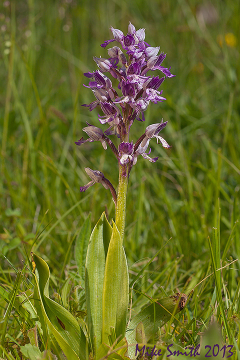 Military orchid