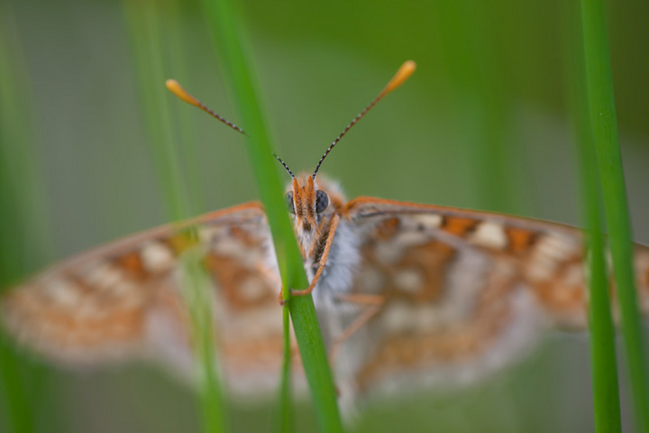 Peek-a-Boo Marsh Fritillary