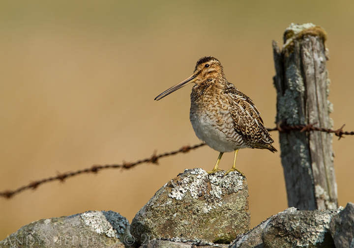 Common Snipe