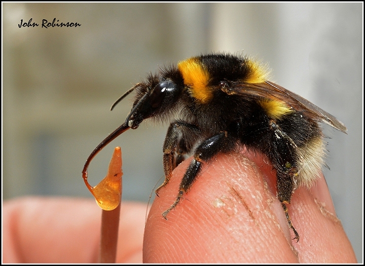 Where the bee sucks--etc,etc,!
