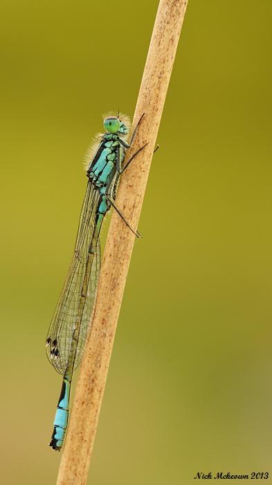 Common blue damselfly