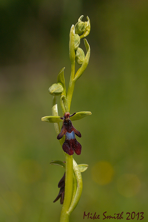 Fly Orchid