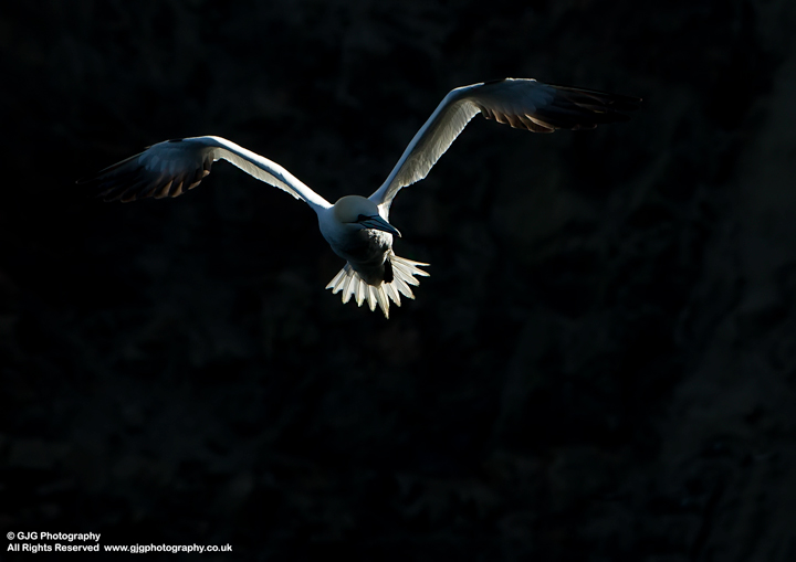 Gannet