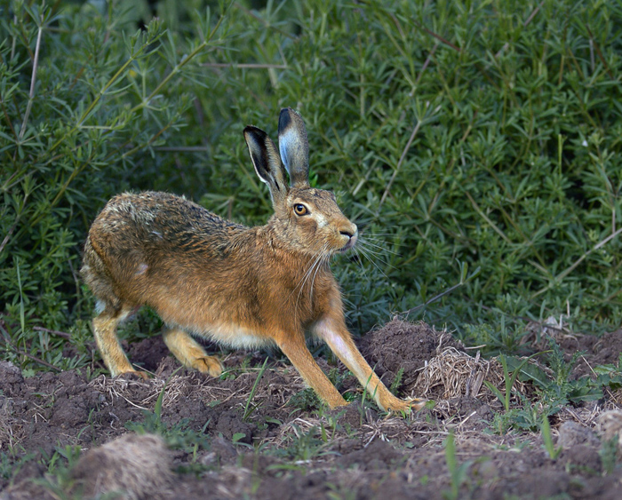 Brown hare.
