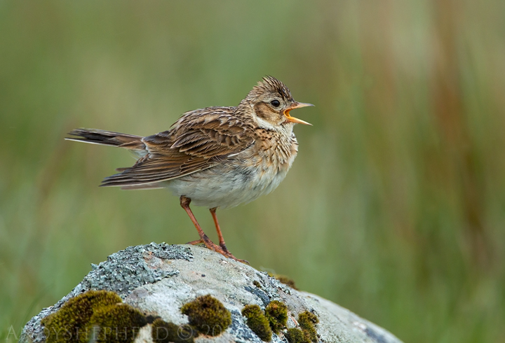Skylark