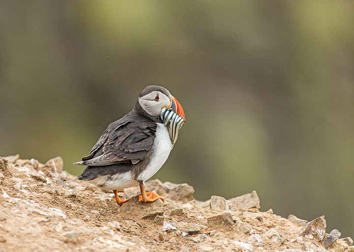 A Beak Full