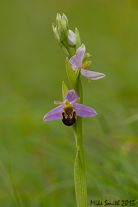Bee orchid