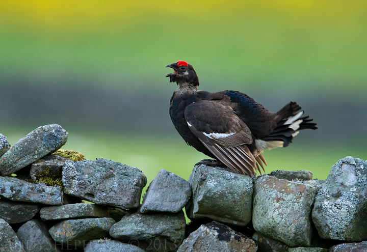 Black Grouse
