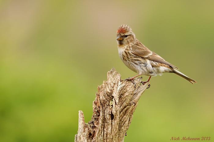 Redpoll