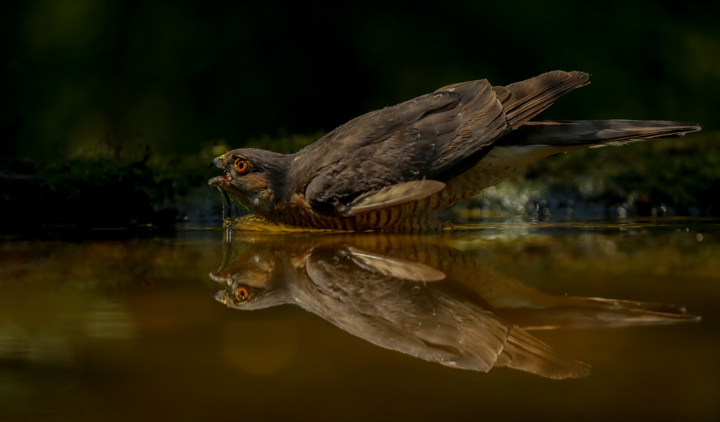 A thirsty Buzzard