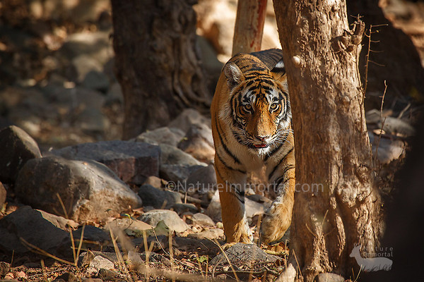 Tiger, tiger...
