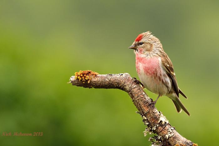 Redpoll II