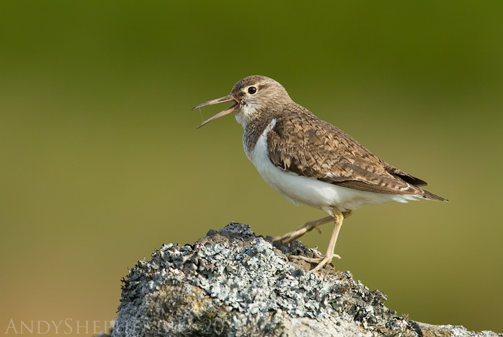 Common Sandpiper