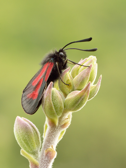 Burnet on foxglove