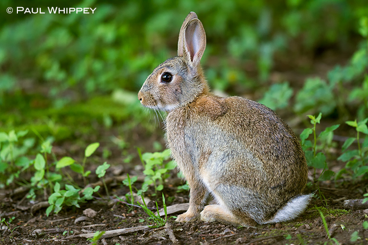 Rabbit, rabbit, rabbit...