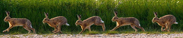 A running hare .