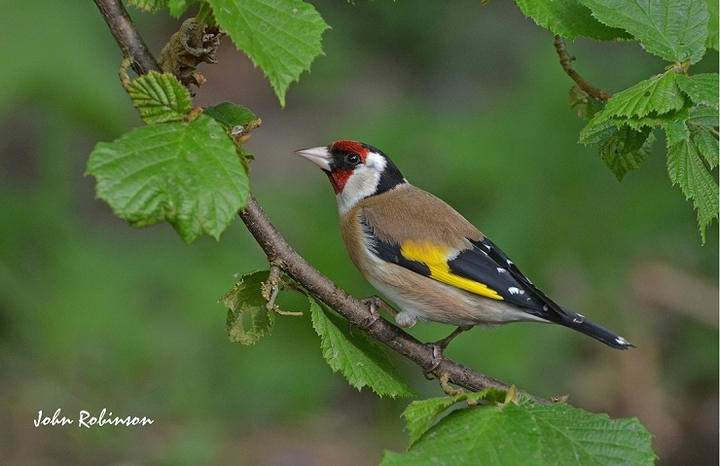 Goldfinch  on a twig