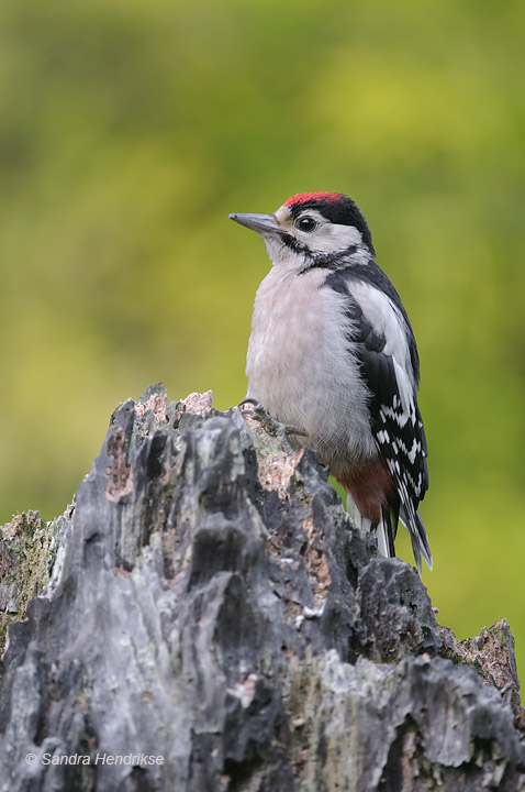Great spotted woodpecker