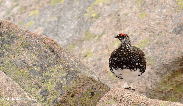 Rock Ptarmigan