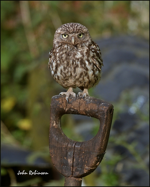 Little Owl + 3D extra