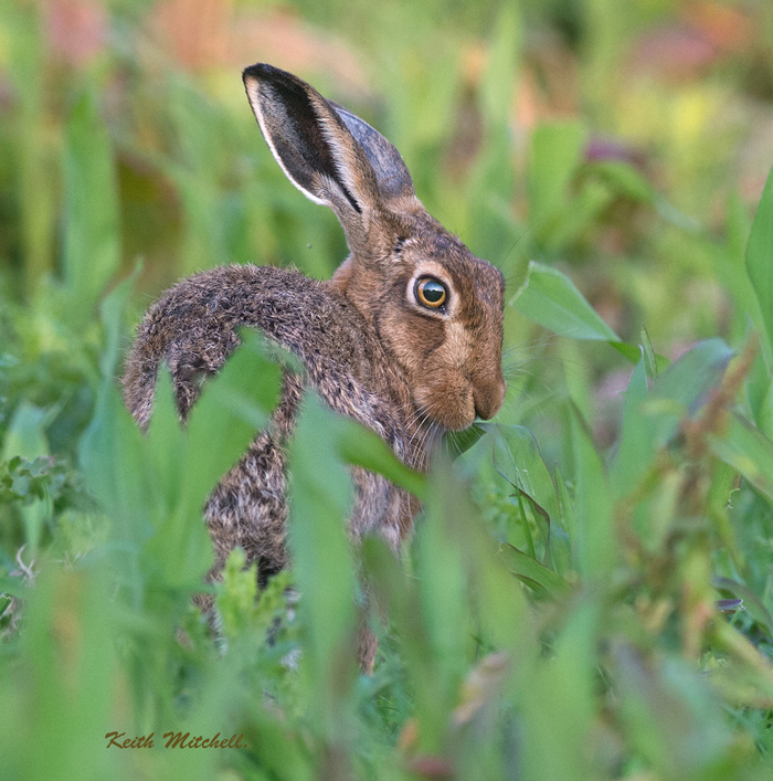 Hare in it's habitat.