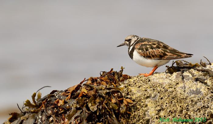 Turnstone