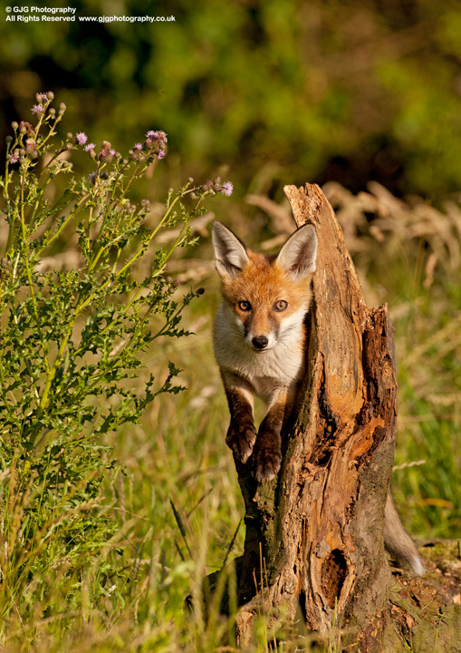 Summer Fox