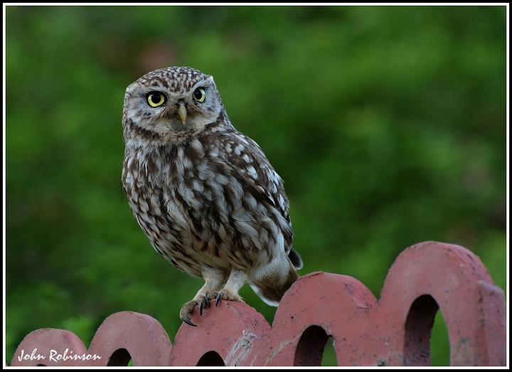 Tiled Owl