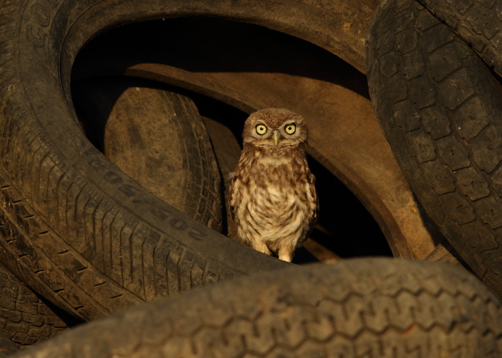 Tyred Owl