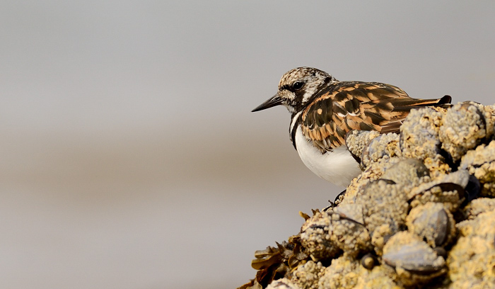 Turnstone II