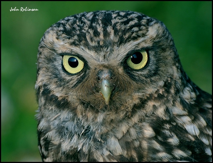 Owl with reflections !!