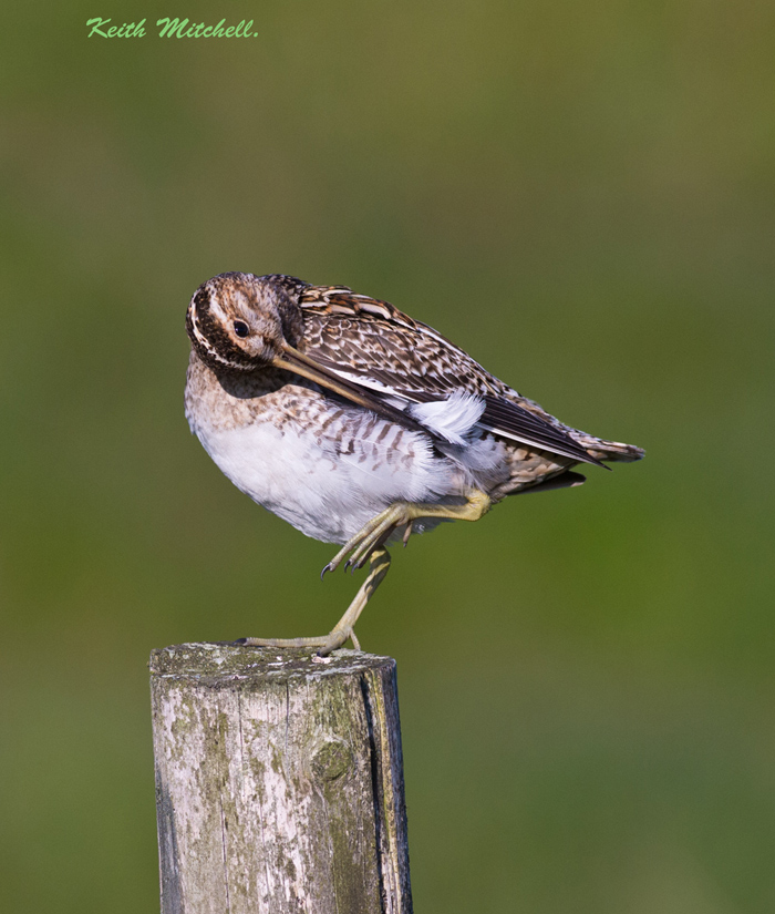 Preening Snipe.+repost.