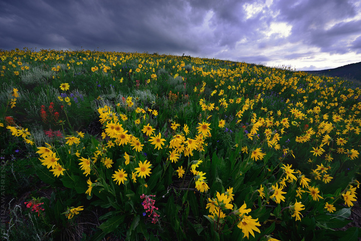 "Flower Hill" from Crested Butte last Friday
