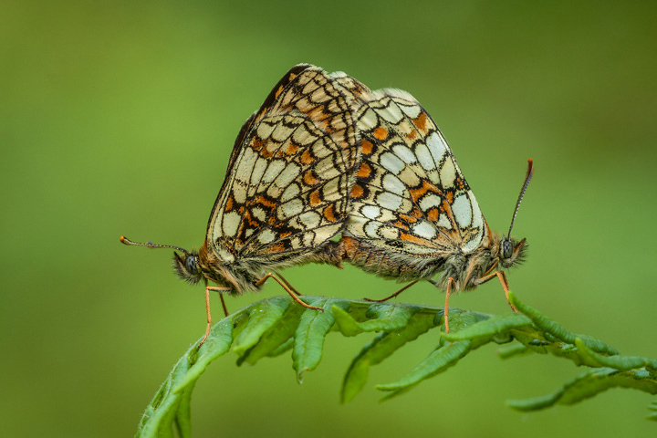 Mating Heath Fritillaries