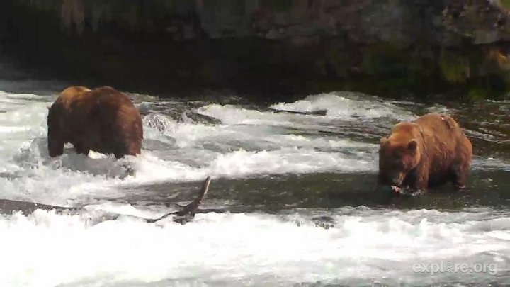 The bears are feeding at Brooks Falls, Alaska
