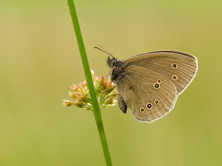 Ringlet