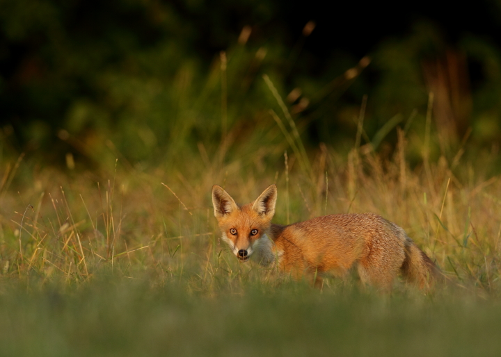 Young Fox & re post