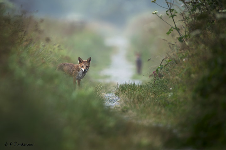 Red Fox