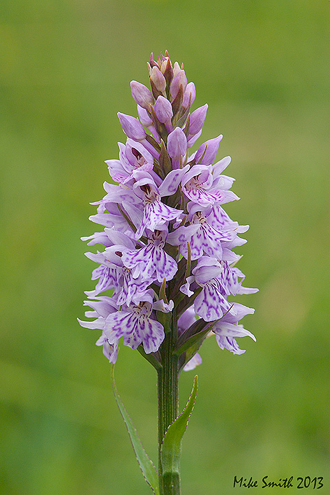 Common Spotted orchid