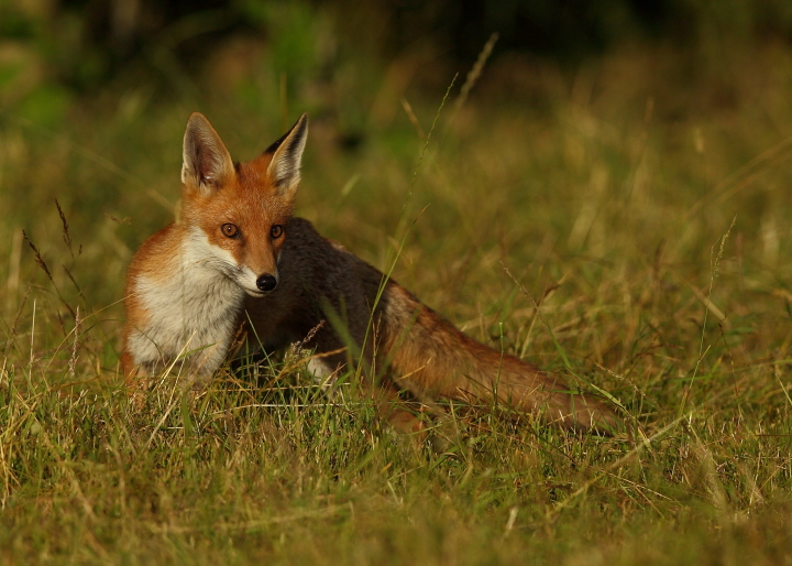 Young Fox 2