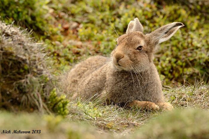 Mountain hare II